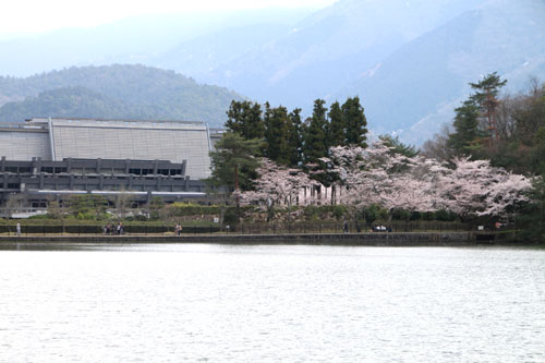 16桜だより33 宝が池_e0048413_1855848.jpg