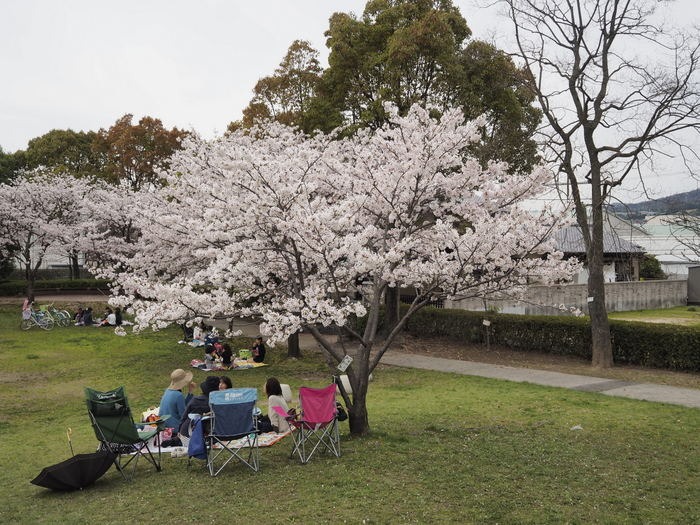 五日市中央公園のお花見_c0116915_22375079.jpg