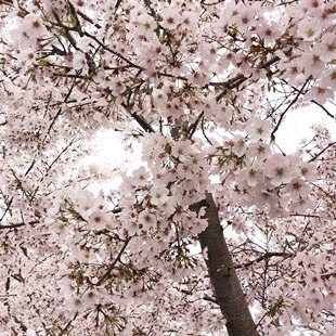 d0263815_18211128.gif