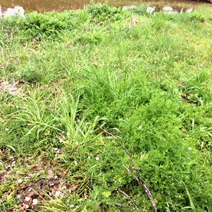 d0263815_18272934.gif