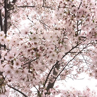 d0263815_1835434.gif