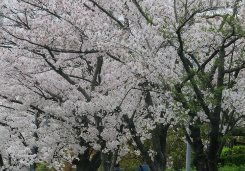 再び桜を見に行く - 関学 → 夙川 → 伊丹空港が見える公園 -_b0344816_18101755.jpeg