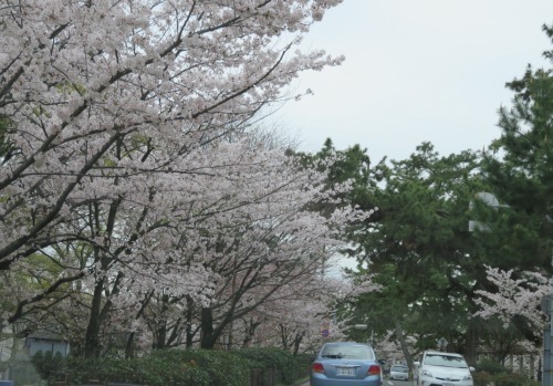 再び桜を見に行く - 関学 → 夙川 → 伊丹空港が見える公園 -_b0344816_18110055.jpeg