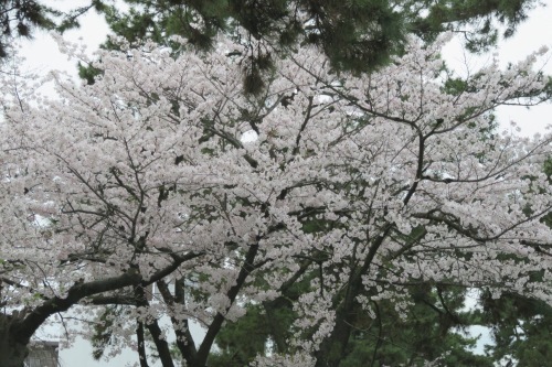 再び桜を見に行く - 関学 → 夙川 → 伊丹空港が見える公園 -_b0344816_18112432.jpeg