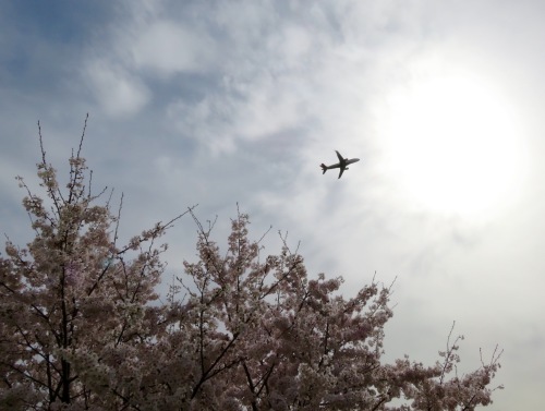 再び桜を見に行く - 関学 → 夙川 → 伊丹空港が見える公園 -_b0344816_18120818.jpeg