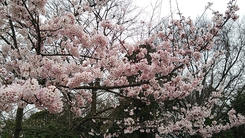 桜、桜、爛漫！！！_c0339918_10380714.jpg