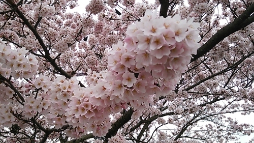 桜、桜、爛漫!!!_c0339918_10391067.jpg