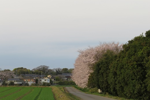 思いかけず桜～風土記の丘_c0097620_21283557.jpg