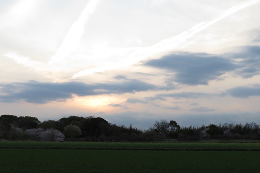 思いかけず桜～風土記の丘_c0097620_21285976.jpg