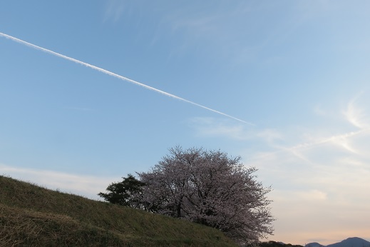 思いかけず桜～風土記の丘_c0097620_21291150.jpg