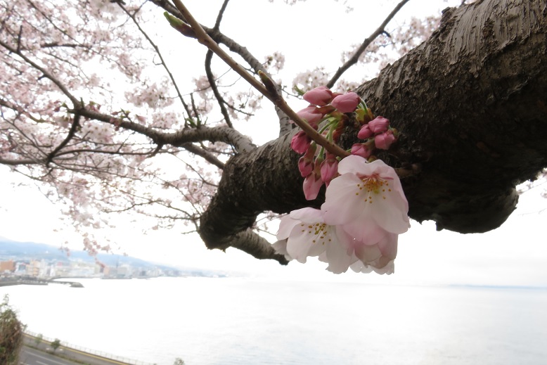 ことしの、思いがけず桜～海編_c0097620_2171040.jpg