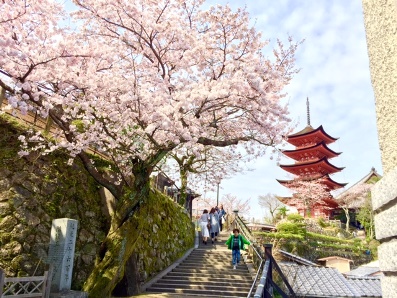 宮島さくら・もみじの会 開花状況調査_f0229523_1702257.jpg