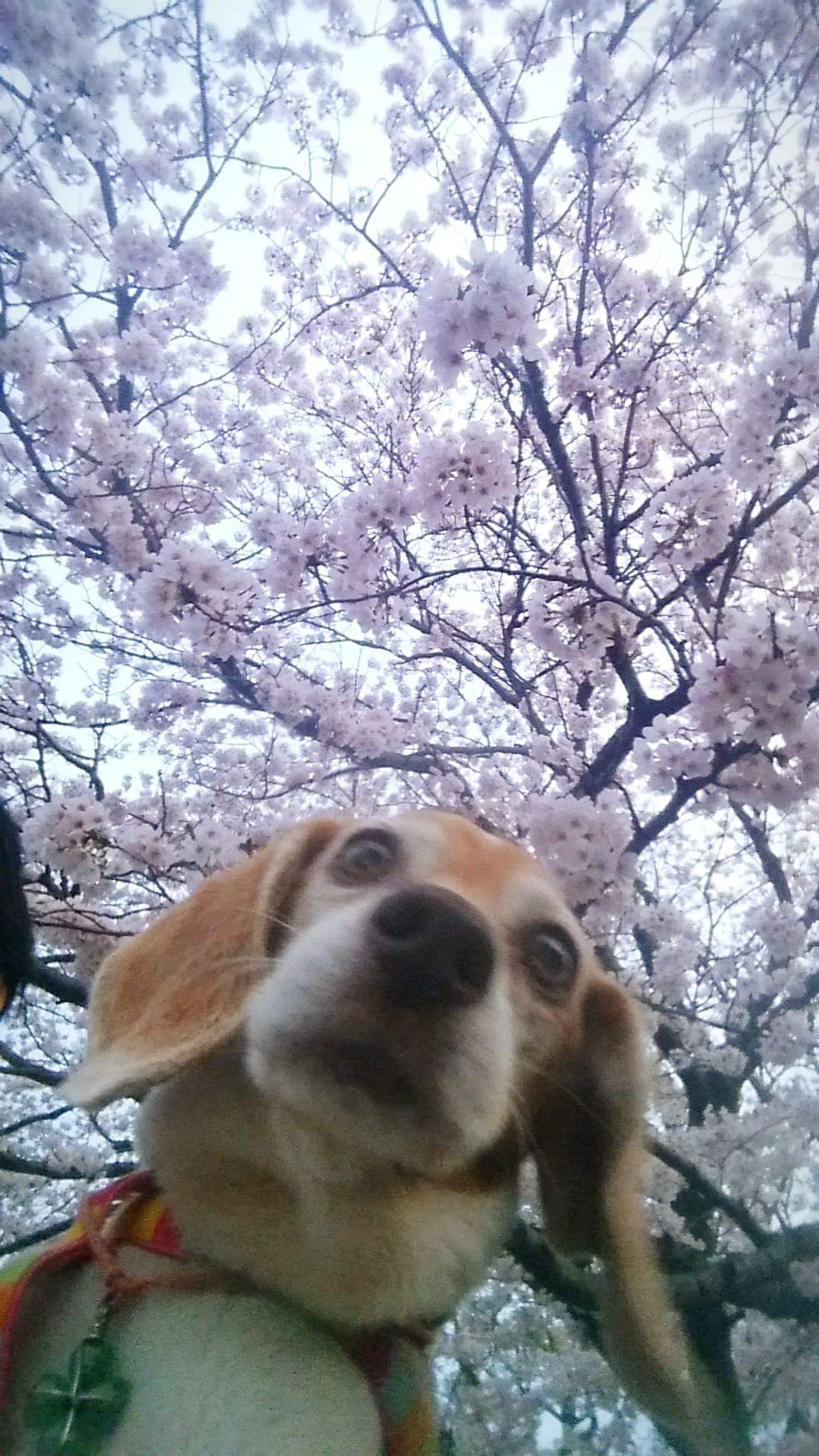 4月のお知らせ♡_e0131324_1513672.jpg