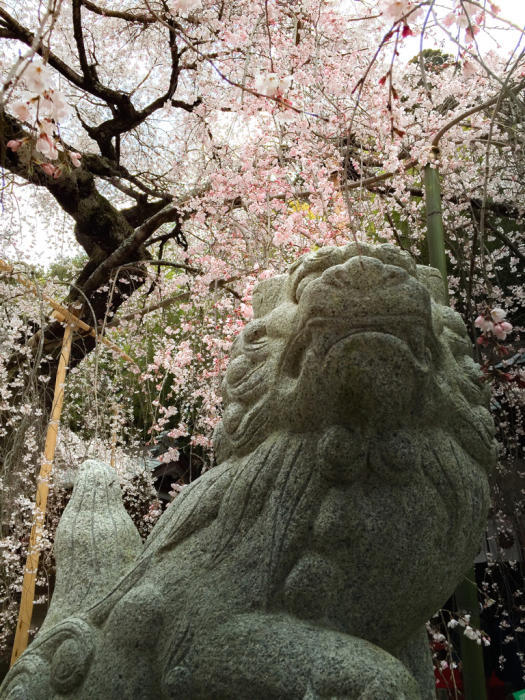 小川諏訪神社の枝垂れ桜2016_c0181127_10265143.jpg