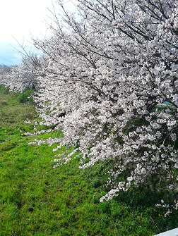 復活　桜観測２０１６（その１６）_c0034228_20312586.jpg