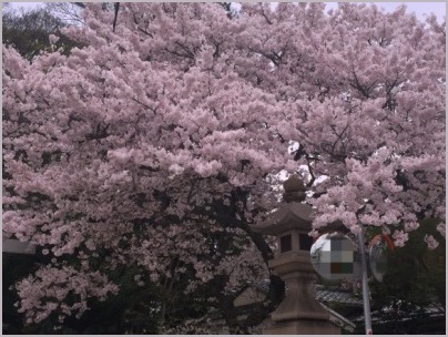 弓弦羽神社でお花見_d0017632_23534633.jpeg