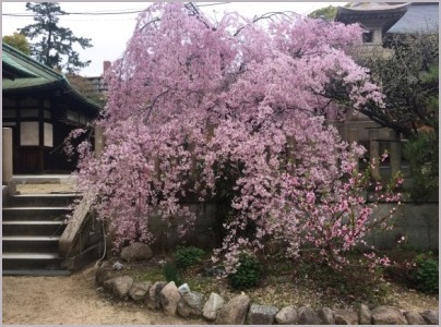 弓弦羽神社でお花見_d0017632_23562517.jpeg