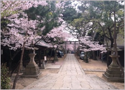 弓弦羽神社でお花見_d0017632_23564869.jpeg