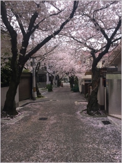 弓弦羽神社でお花見_d0017632_23571039.jpeg