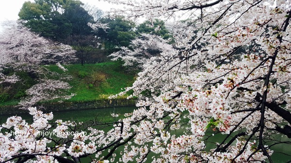 お花見＊北の丸公園〜千鳥ヶ淵・靖国神社_d0269832_07403862.jpeg