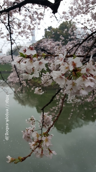 お花見＊北の丸公園〜千鳥ヶ淵・靖国神社_d0269832_07420143.jpeg