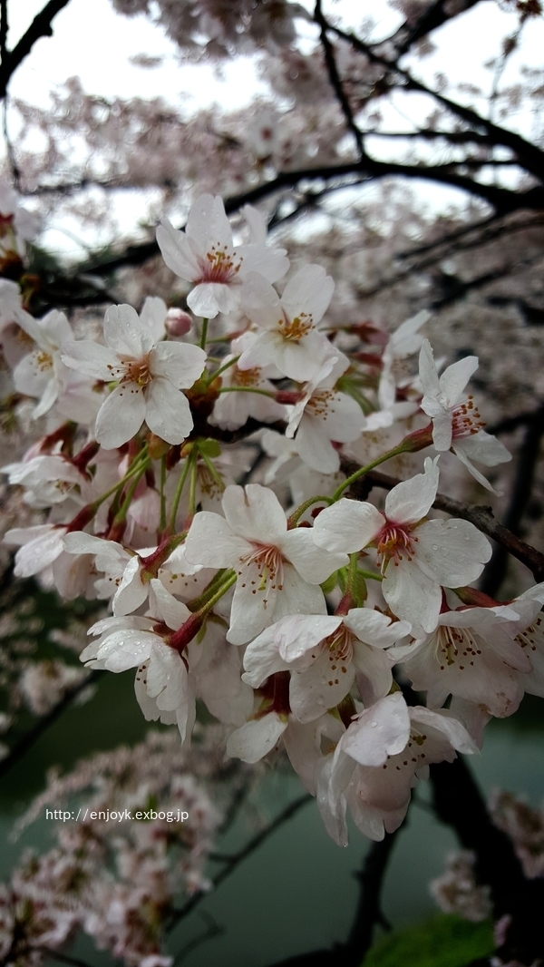 お花見＊北の丸公園〜千鳥ヶ淵・靖国神社_d0269832_07422433.jpeg