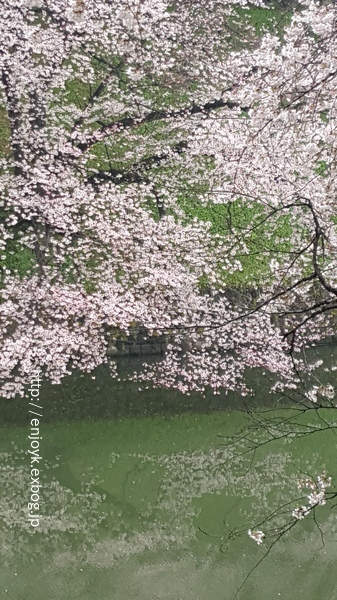 お花見＊北の丸公園〜千鳥ヶ淵・靖国神社_d0269832_07424535.jpeg