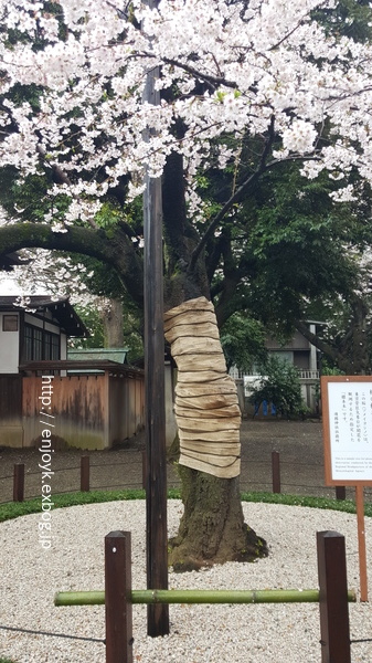 お花見＊北の丸公園〜千鳥ヶ淵・靖国神社_d0269832_07432458.jpeg