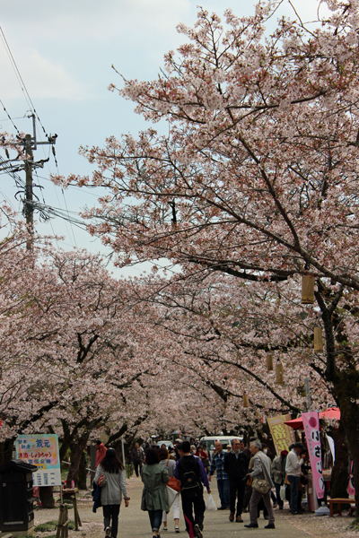 秋月の桜見物　2016年4月5日_a0129233_2045454.jpg