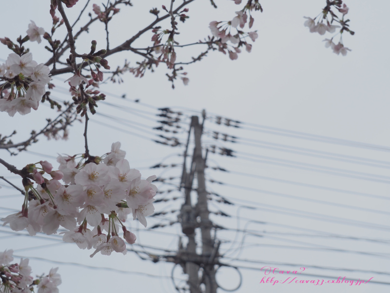 さくら、桜、sakura 2016 vol.1_b0329638_20361810.jpg