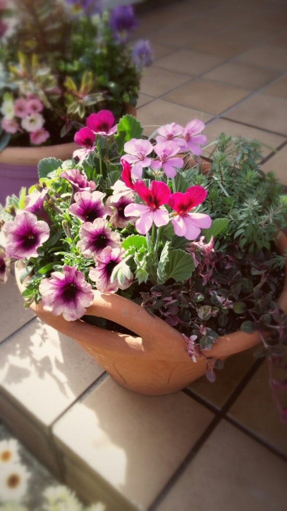 花苗販売のお知らせ♪_e0086738_23224941.jpg