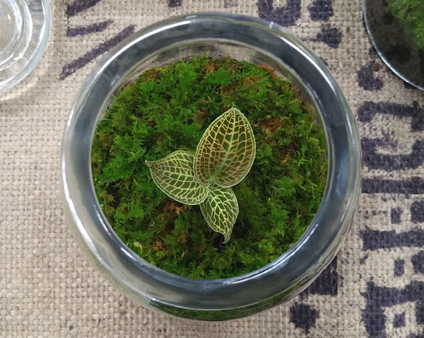 オーキッド テラリウム ジュエル 【楽天市場】（観葉植物）苔Ｔｅｒｒａｒｉｕｍ ミヤマウズラ