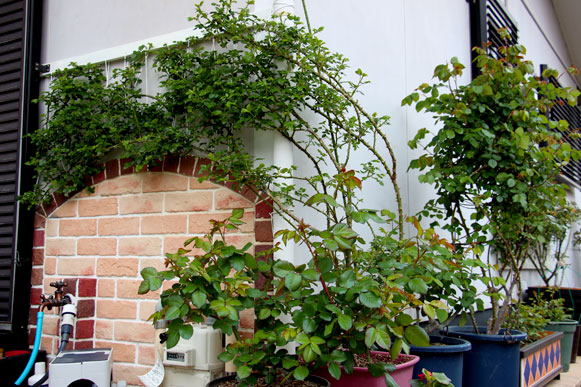 a0056140_21172032.jpg