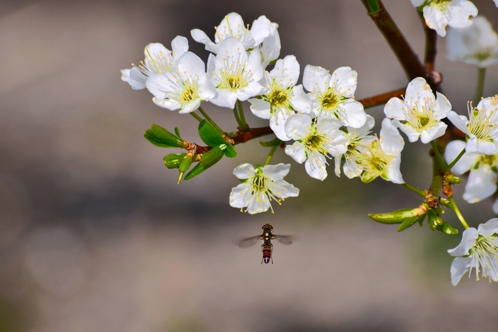 プラムの花とミツバチの写真 のんびり果樹栽培と家庭菜園を楽しむ
