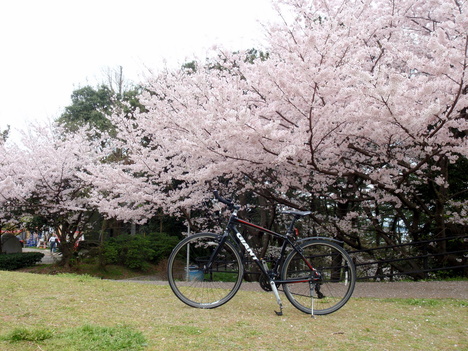 桜見　サイクリング_b0168843_1311180.jpg