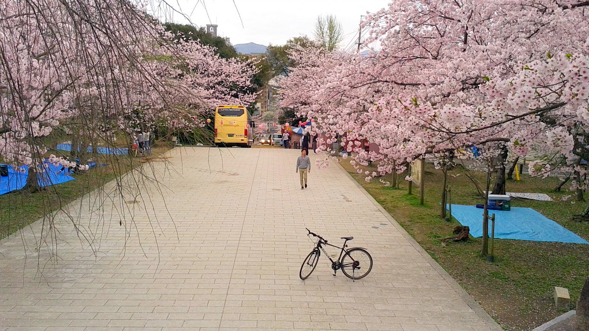 桜見　サイクリング_b0168843_13113771.jpg