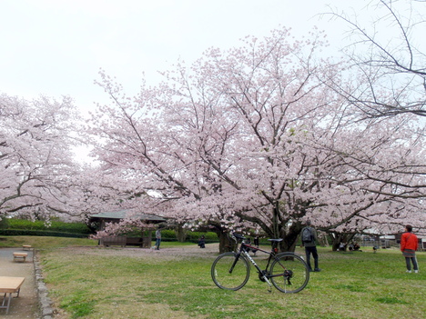 桜見　サイクリング_b0168843_13132146.jpg