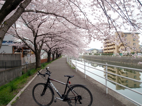 桜見　サイクリング_b0168843_13141382.jpg