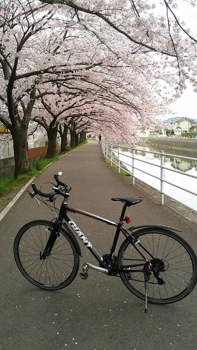 桜見　サイクリング_b0168843_1314523.jpg