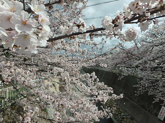川沿い桜＆選別網_f0334143_12135726.jpg