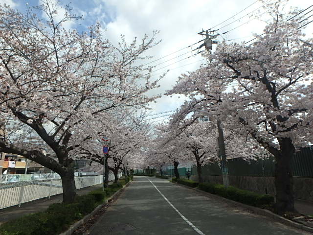 川沿い桜＆選別網_f0334143_12142068.jpg