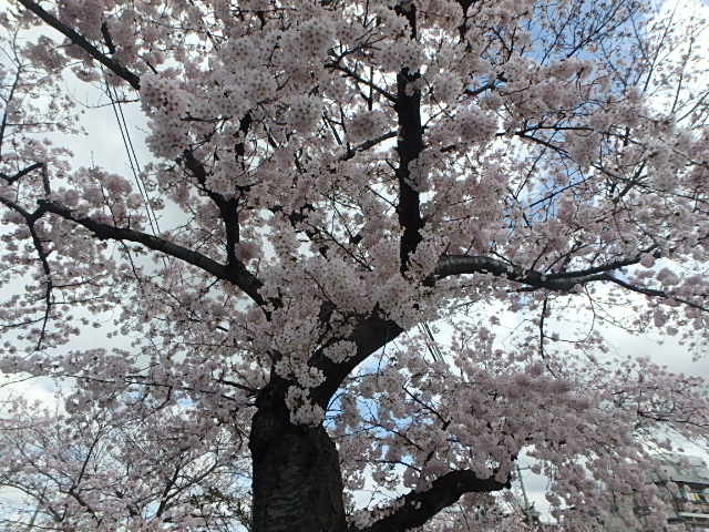 川沿い桜＆選別網_f0334143_12144130.jpg