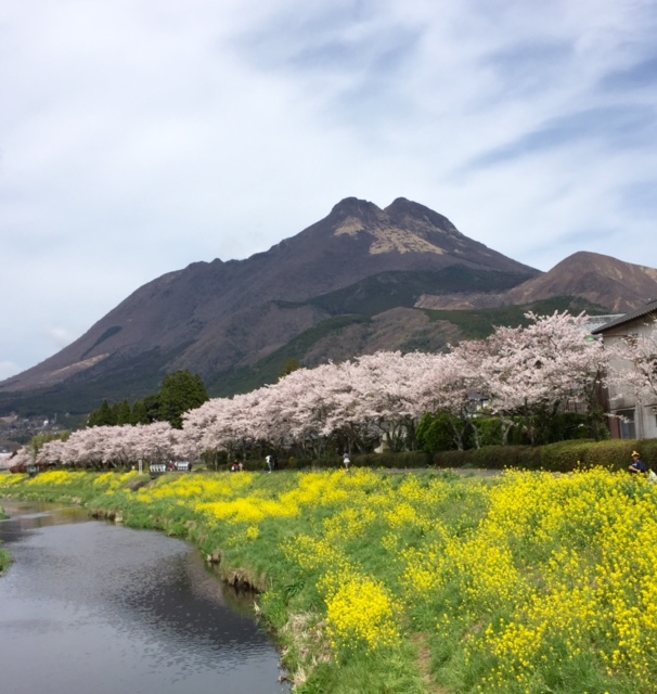 湯布院の桜_a0139444_1755377.jpg