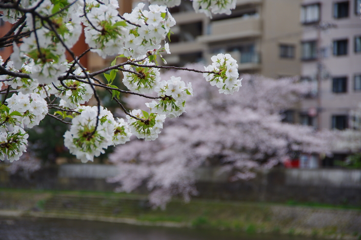 桜　金沢　　2016 　その２　晴々でイってみような感_b0250144_20264498.jpg