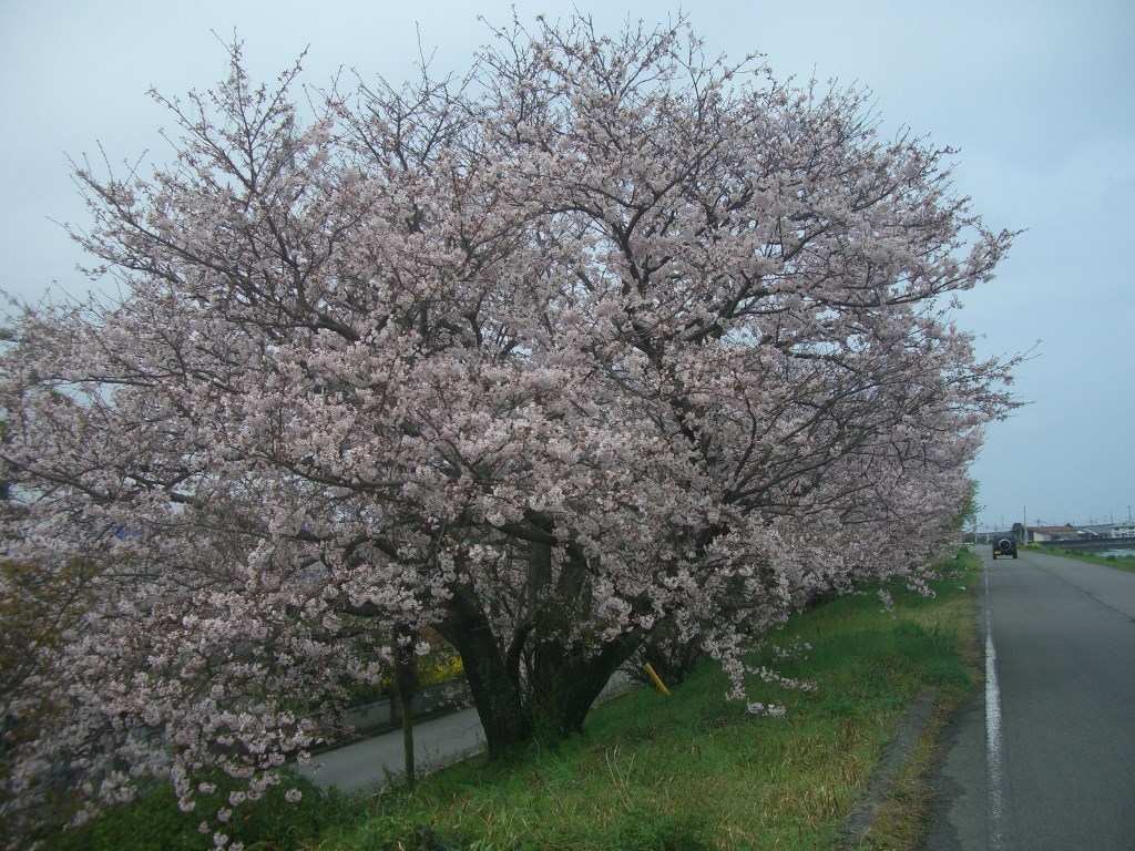 桜満開_e0333447_2163430.jpg