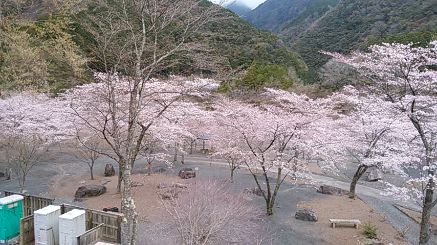 花見をかねて梅ヶ島黄金の湯へ_f0175450_19344997.jpg