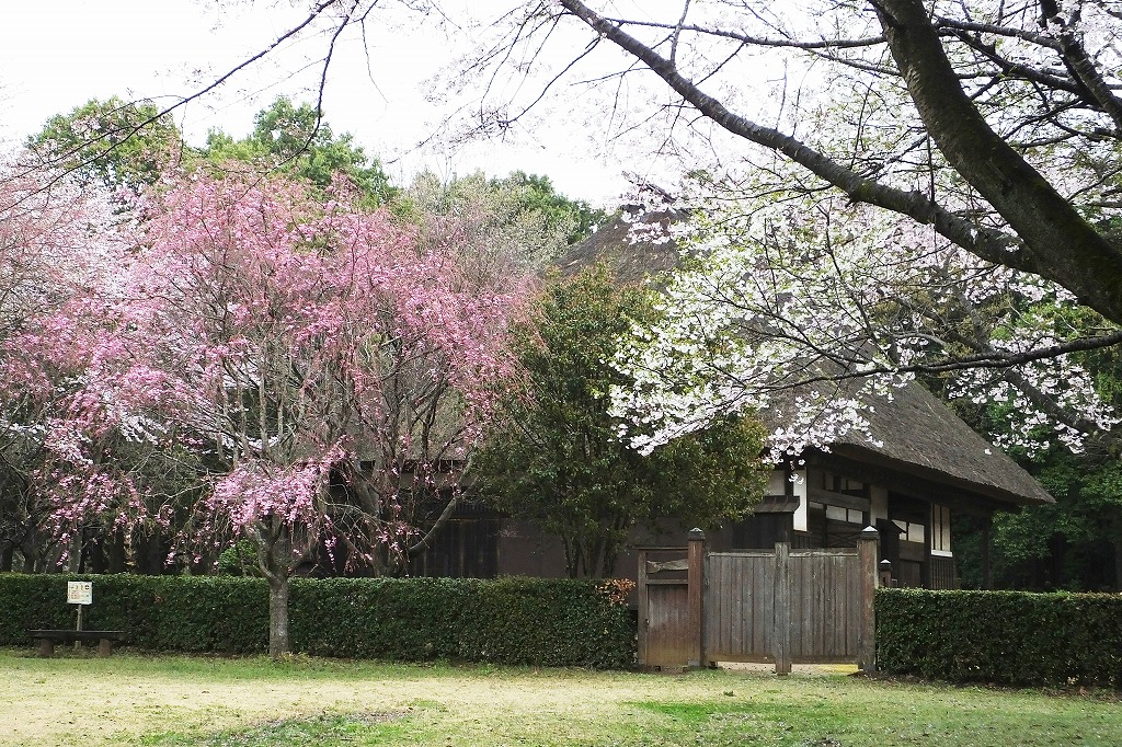 古民家の桜の風景とアケビの花　　　　　　　　　_b0236251_11251297.jpg