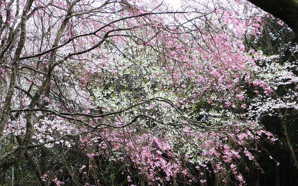 古民家の桜の風景とアケビの花　　　　　　　　　_b0236251_11255367.jpg