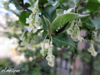 ぐみの花 One Day