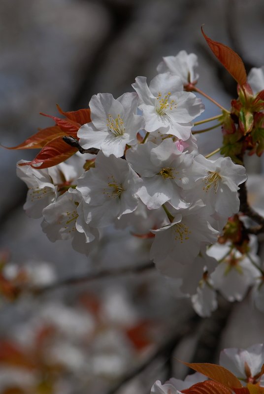 桜#09_e0354451_1319223.jpg